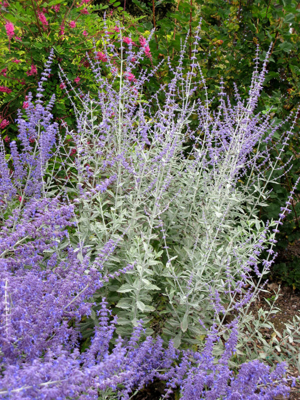 Perovskia atriplicifolia ‘Lissvery’ – Baker's Nursery