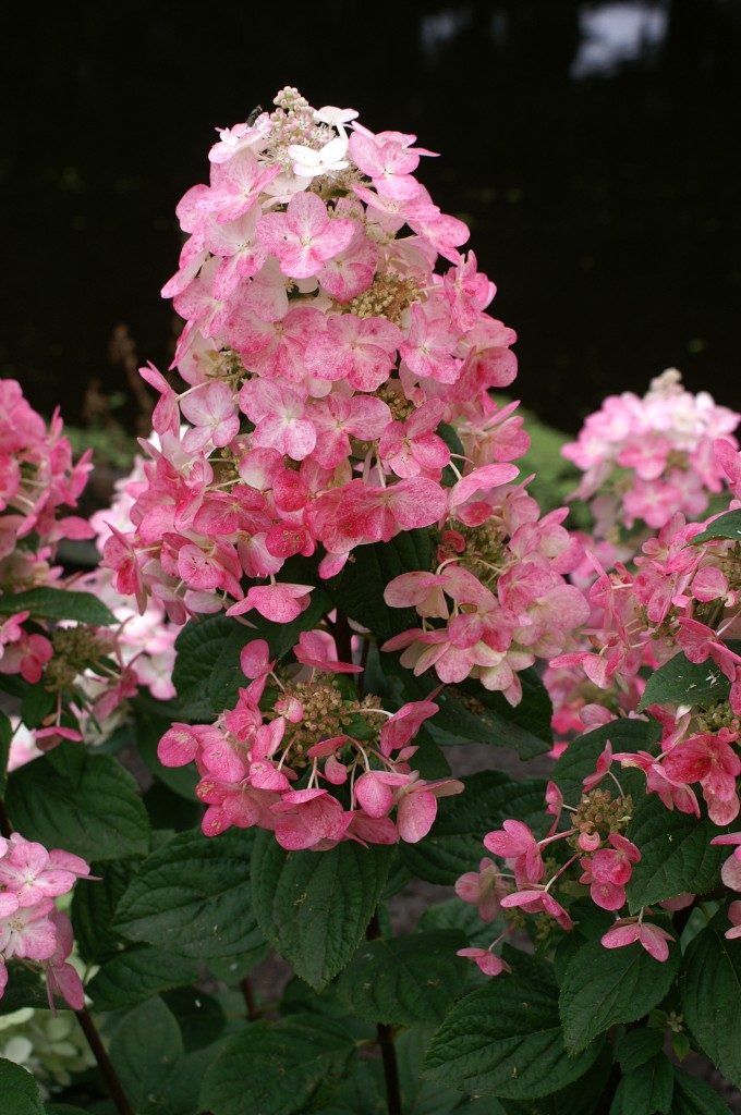 Hydrangea paniculata ‘Bokraplume’ – Baker's Nursery